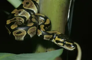 Constrictor Snake Drucke: Royal python (Python regius)