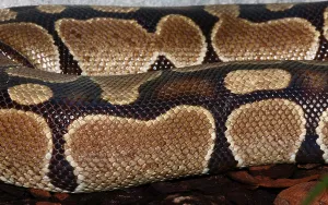 Royal Python Drucke: Royal Python (Python regius)