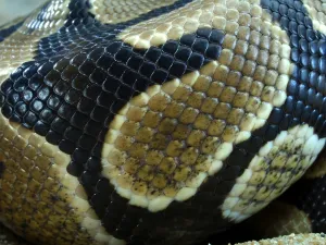 Scaled Reptile Pictures Drucke: Royal Python (Python regius)
