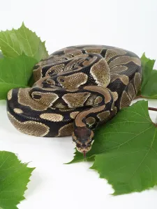 Studio Shot Snakes Drucke: Royal Python (Python regius)