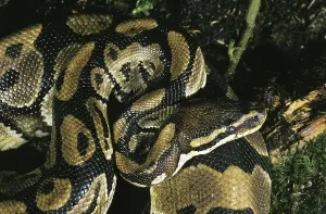 Constrictor Snakes Drucke: Royal Python (python regius), Adult