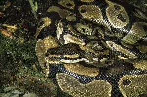 Constrictor Snakes Drucke: Royal python (python regius), Adult