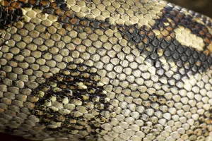 Gerahmter Druck : Königspyton (Python regius) erwachsener Schlangen, Nahansicht der Schuppen auf ihrer Haut. Gerahmter Druck : Königspyton (Python regius) erwachsener Schlangen, Nahansicht der Schuppen auf ihrer Haut.