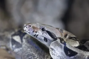 Scaled Reptile Portraits Drucke: Royal python (Python regius) adult snake head portrait