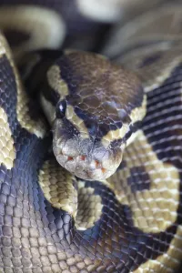 Scaled Reptile Portraits Drucke: Royal python (Python regius) adult snake head portrait