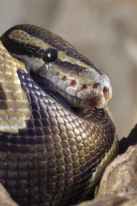 Captive Snake Photography Drucke: Royal python (Python regius) adult snake head portrait