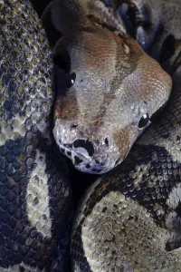 Captive Snake Photography Drucke: Royal python (Python regius) adult snake head portrait