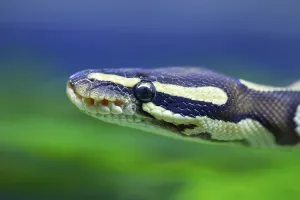 Captive Snake Photography Drucke: Royal python (Python regius) adult snake head portrait