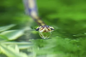 Wild Animal Photos UK Drucke: Royal python (Python regius) adult snake swimming on water