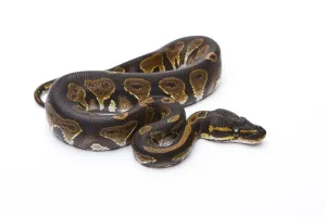 Studio Shot Austria Drucke: Royal Python (Python regius), Black Head