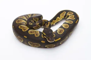 Royal Python Drucke: Royal Python (Python regius), Black Head