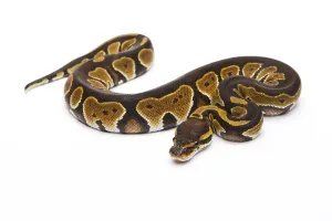 Full Length Animal Images Drucke: Royal python (Python regius), Black Head Double Het Albino Ghost