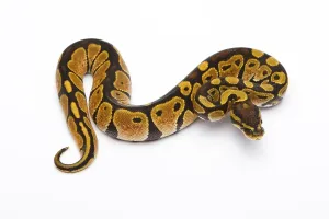 Gerahmter Druck : Königspyton (Python regius), Schwarzkopf-Spinner Het Ghost möglich Het Albino. Gerahmter Druck : Königspyton (Python regius), Schwarzkopf-Spinner Het Ghost möglich Het Albino.