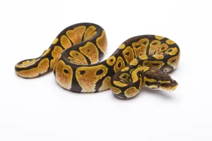 Python Regius Drucke: Royal python (Python regius) Black Head Spider Het Ghost Possible Het Albino