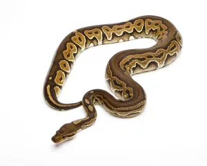 Royal python (Python regius), Black Pastel