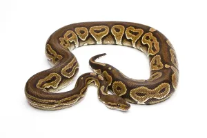 Wild Animal Breeding Drucke: Royal Python (Python regius), Black Pastel