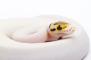 Royal Python (Python regius), Bumble Bee Piebald