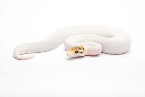 Constrictor Snake Species Drucke: Royal Python (Python regius), Bumble Bee Piebald
