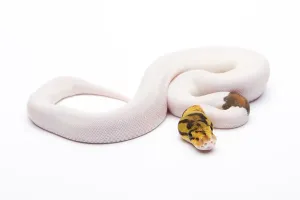 Full Length Animal Photos Drucke: Royal python (Python regius), Bumble Bee Piebald