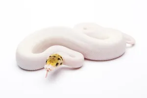 Royal python (Python regius), Bumble Bee Piebald