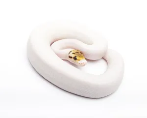 Königspyton (Python regius), Bienenbär Piebald.