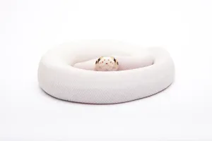 Wild Animal Breeding Drucke: Royal Python (Python regius), Bumble Bee Piebald