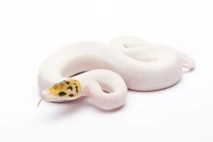 Bee Wildlife Photography Drucke: Royal Python (Python regius), Bumble Bee Piebald