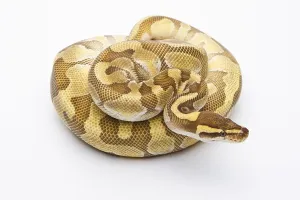 Studio Background Photos Drucke: Royal Python (Python regius), Butter Enchi