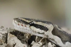 Python Regius Drucke: Royal python (Python regius), captive