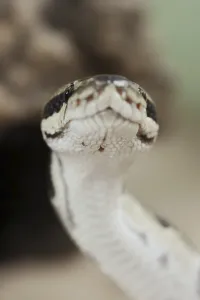 Python Regius Drucke: Royal python (Python regius), captive