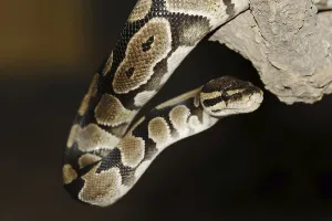 Constrictor Snakes Drucke: Royal python (Python regius), captive