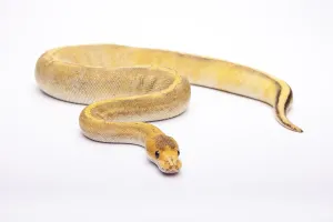 Reptiles In Europe Drucke: Royal python (Python regius), Champagne Calico