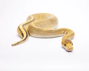 Gerahmter Druck : Königspyton (Python regius), Champagner Calico. Gerahmter Druck : Königspyton (Python regius), Champagner Calico.