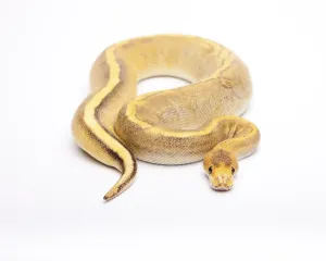 Royal Python Drucke: Royal Python (Python regius), Champagne Calico