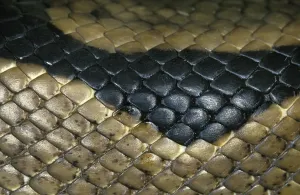 Wild Animal Macro Shots Drucke: Royal Python (python regius), Close Up of Skin