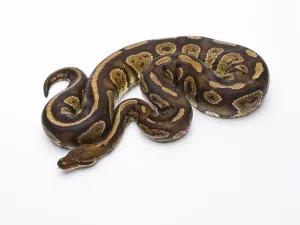 Wildlife In Austria Europe Drucke: Royal Python (Python regius), Fefe