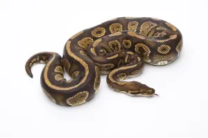 European Reptile Photography Drucke: Royal Python (Python regius), Fefe