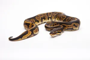 Panthera Pardus Pictures Drucke: Royal Python (Python regius), Leopard