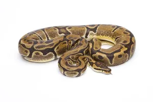 Python Regius Drucke: Royal python (Python regius), Matanic