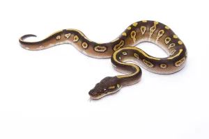 Deserted Studio Background Image Drucke: Royal Python (Python regius), Mojave Black Head