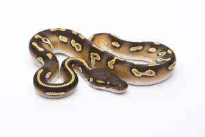 Livestock Farming Pictures Drucke: Royal Python (Python regius), Mojave Black Head
