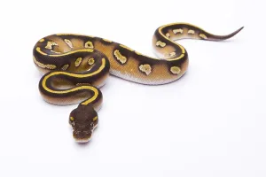 Royal Python (Python regius), Mojave Black Head