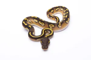 Deserted Austria Landscape Drucke: Royal Python (Python regius), Mojave Black Head