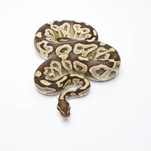Snake Species Drucke: Royal Python (Python regius), Mojave Razor