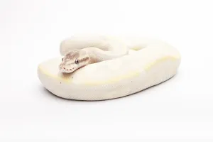 Royal Python Drucke: Royal Python (Python regius), Opal Diamond