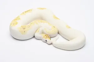 Royal python (Python regius), Paradox Super Fire