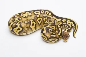 Royal python (Python regius), Pastel Phantom Yellow Belly
