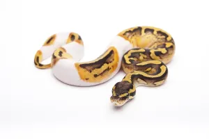 Austrian Wildlife Fauna Drucke: Royal Python (Python regius), Pastel Piebald