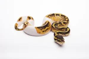 Wild Animal Breeding Drucke: Royal Python (Python regius), Pastel Piebald