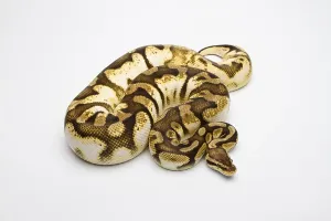 Austrian Fauna Photos Drucke: Royal python (Python regius), Pastel Sugar